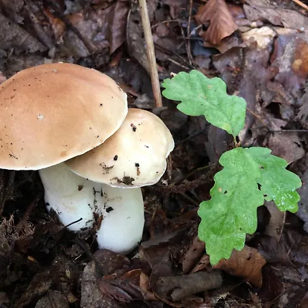 Angel Boutique - Entire Premium House Tatil Evi