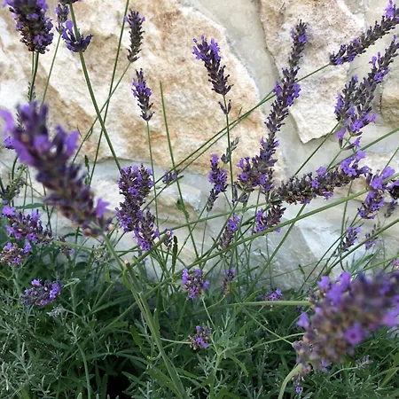 Angel Boutique - Entire Premium House Tatil Evi Laško