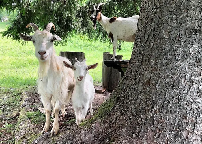 Angel Boutique - Entire Premium House * Laško