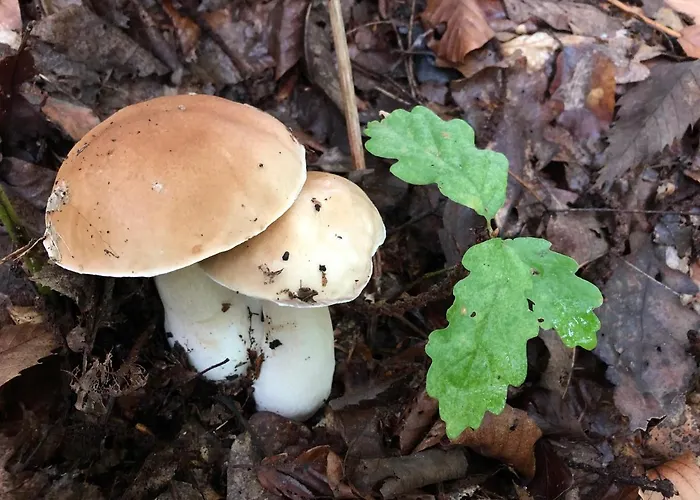 Angel Boutique - Entire Premium House Nyaraló